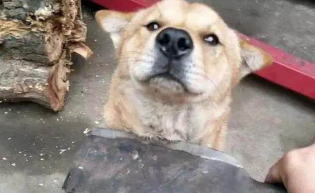 主人拿刀,架在小土狗的脖子上,狗狗的反应让主人笑喷 主人拿刀,架在小土狗的脖子上,狗狗的反应让主人笑喷