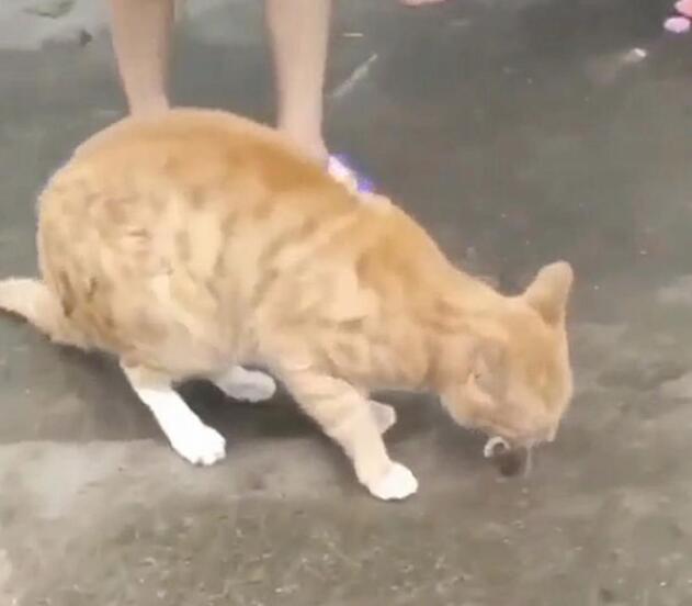 乌龟吃鱼，橘猫硬生生把鱼抢走，猫：把鱼交出来……
