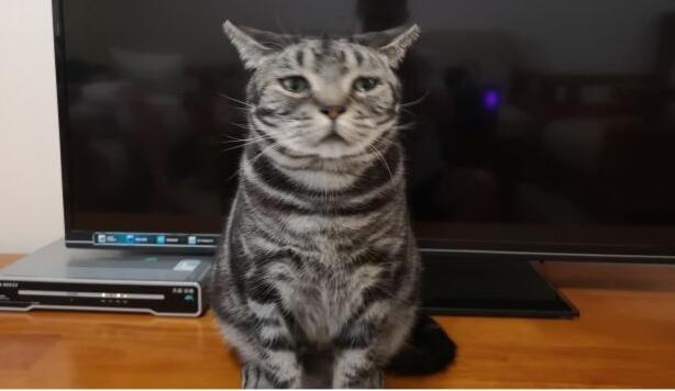 男人养猫是一种什么样的体验