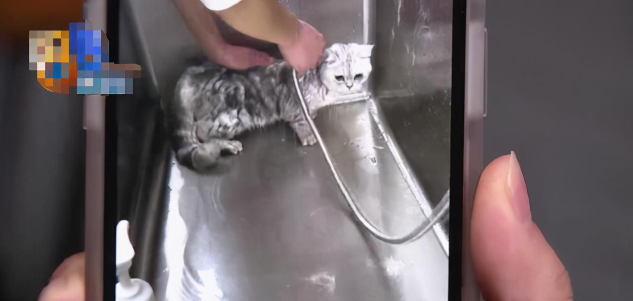 民生热点丨女子带宠物猫去洗澡，猫咪却意外死在烘干箱里