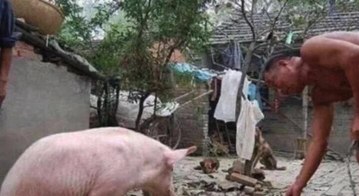 农村老汉养了一只天生残疾猪，现在行动自如，现实版猪坚强