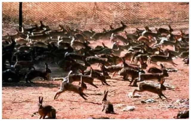 澳大利亚野兔泛滥体重近百斤，咋不吃？澳洲人：吃不过，吃不过！