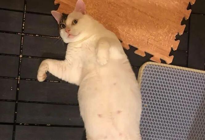 男子说自己不爱猫,却花了一年的时间喂养流浪猫,结局好暖!