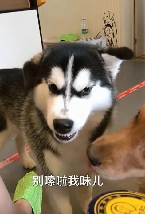 主人用臭豆腐测试哈士奇的智商,网友看了纷纷表示:这二哈真纯! 主人用臭豆腐测试哈士奇的智商,网友看了纷纷表示:这二哈真纯!