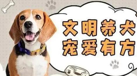 家里有养狗的要注意了,《民法典》出台后,养狗规则变了 家里有养狗的要注意了,《民法典》出台后,养狗规则变了
