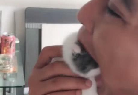 主人忍不住要“吃”小奶猫，猫妈妈看到后的表情亮了！