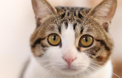 为了锻炼猫咪的胆子，铲屎官带它去动物园看狮子，猫咪都懵了