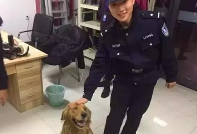 金毛走丢被送到派出所,民警直呼要被吃穷了,养不起呀!