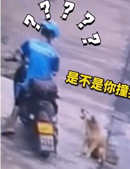 狗狗被车撞飞后扭头咬了无辜外卖小哥，得知全网都在担心自己后，小哥这样说……