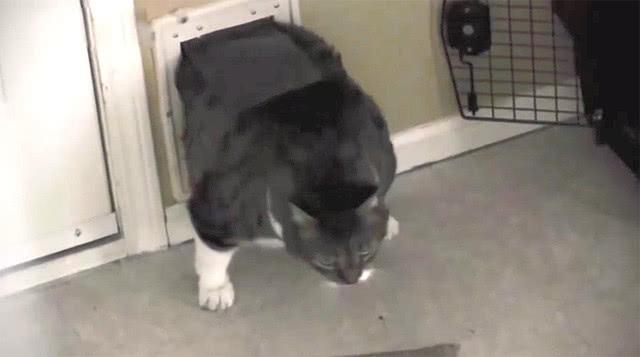 猫咪被卡门洞, 主人却在一旁鼓劲: 加油, 用力, 已经看到头了