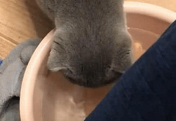主人正在泡脚，蓝猫偷喝了一口洗脚水，觉得味道不对，直接崩溃了