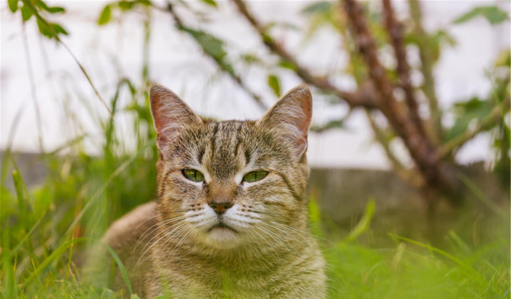 “共享猫”的存在,一下子引爆了爱猫人士的强烈谴责
