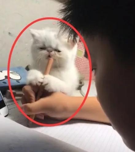 奇闻:小学生在家写作业,猫咪站在旁边陪着,接下来的动作笑喷了 奇闻:小学生在家写作业,猫咪站在旁边陪着,接下来的动作笑喷了
