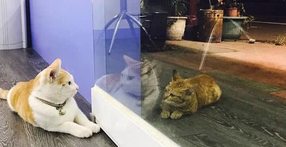 猫妈带孩子到店乞讨,隔窗相望2个月,一个举动惹店主心疼收养 猫妈带孩子到店乞讨,隔窗相望2个月,一个举动惹店主心疼收养