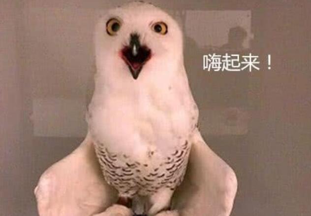 猫头鹰偷尝了一口啤酒, 变得六亲不认: 你也有贡献表情包的时候 猫头鹰偷尝了一口啤酒, 变得六亲不认: 你也有贡献表情包的时候