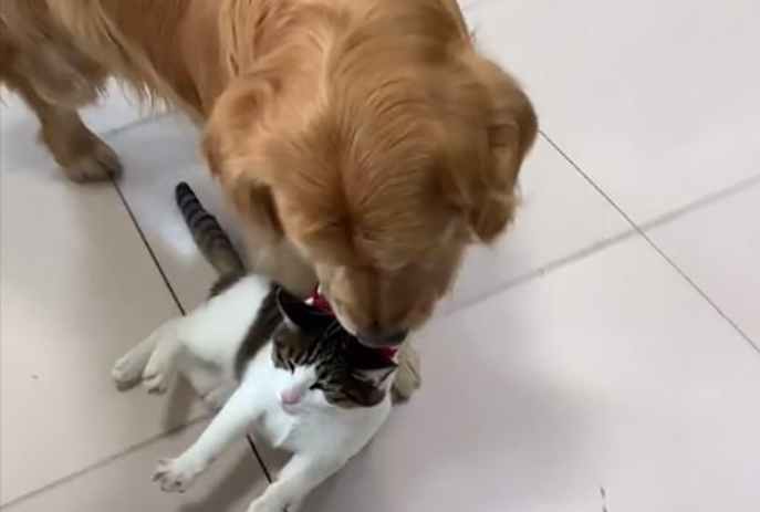 山西一女子怕猫抓伤小孩，“命令”狗将猫拖回来，画面甚是搞笑