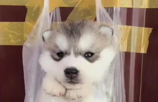 两只二哈犯错，将它们挂在门上：一只嬉皮笑脸，另一只竟睡着了！