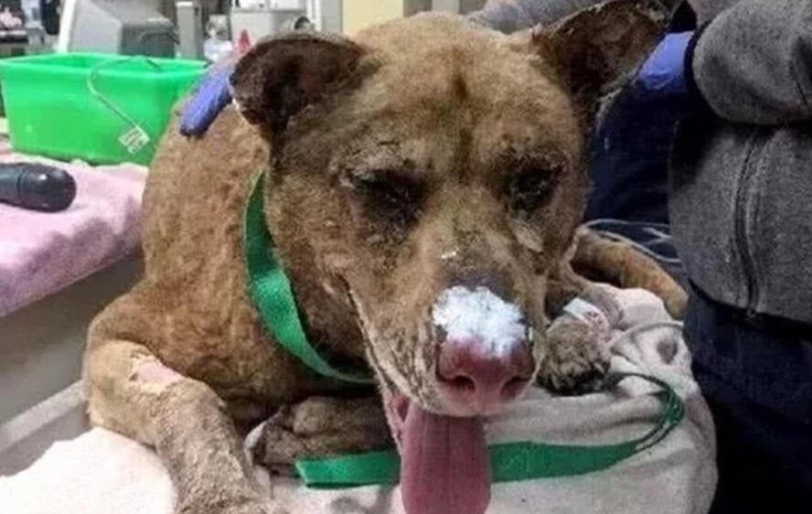 与二哈在火灾中失散,两个月后,一只黄狗的出现让主人崩泪 与二哈在火灾中失散,两个月后,一只黄狗的出现让主人崩泪