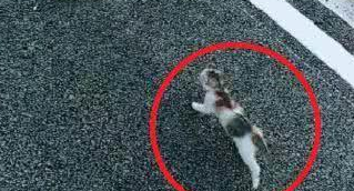 小奶猫散步走不动，下一秒耍赖做出这举动，网友瞬间被萌翻