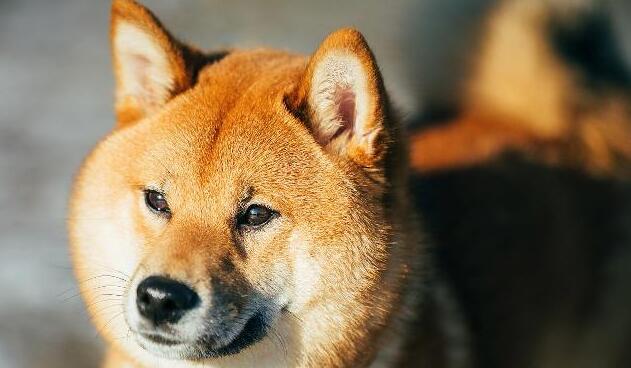 主人下班回家，柴犬笑眯眯地门口迎接，走进门主人却不那么高兴了