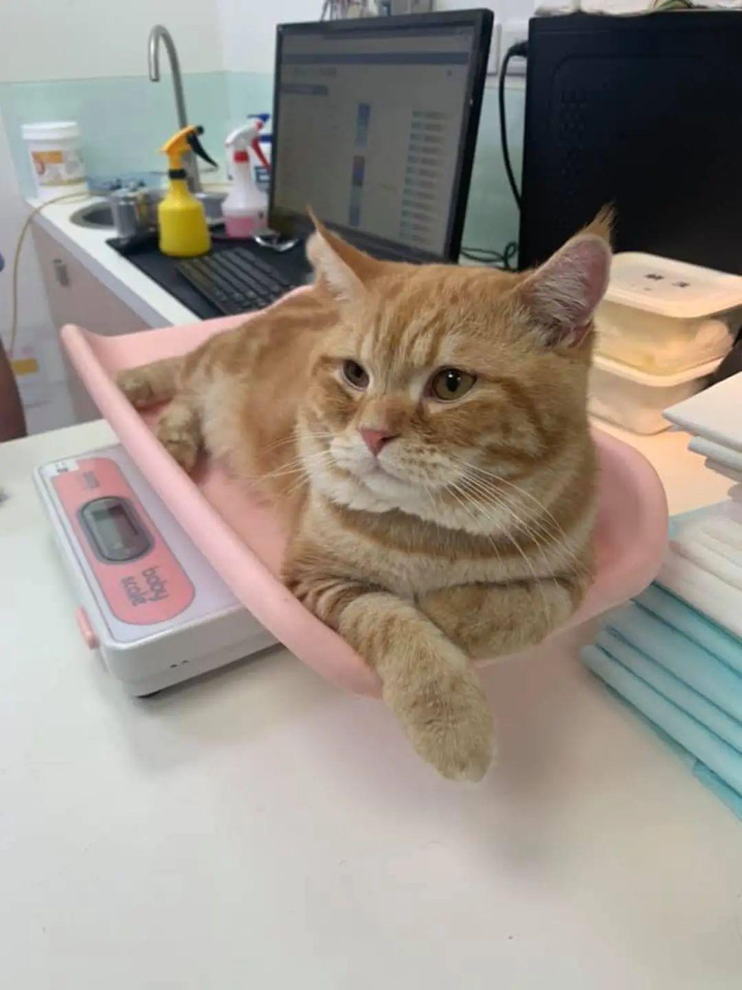 橘猫吃下“纸巾”干呕白泡,呼吸困难,花半年伙食费才救回来 橘猫吃下“纸巾”干呕白泡,呼吸困难,花半年伙食费才救回来