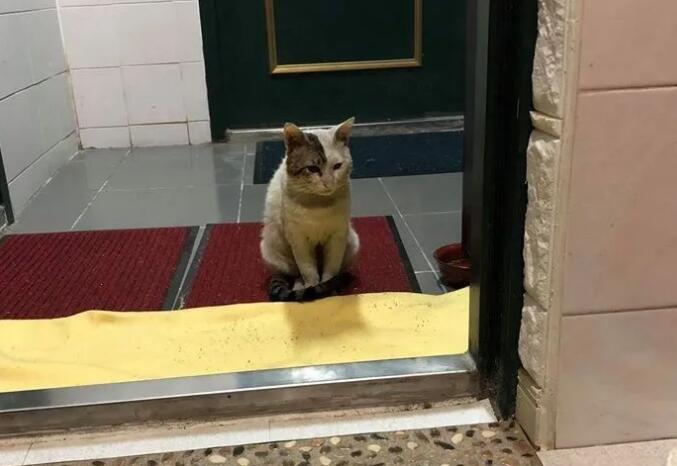 男子说自己不爱猫,却花了一年的时间喂养流浪猫,结局好暖!