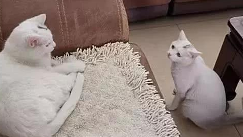 妈妈捡流浪猫回家,铲屎官一看:怎么长得跟自家主子一模一样 妈妈捡流浪猫回家,铲屎官一看:怎么长得跟自家主子一模一样