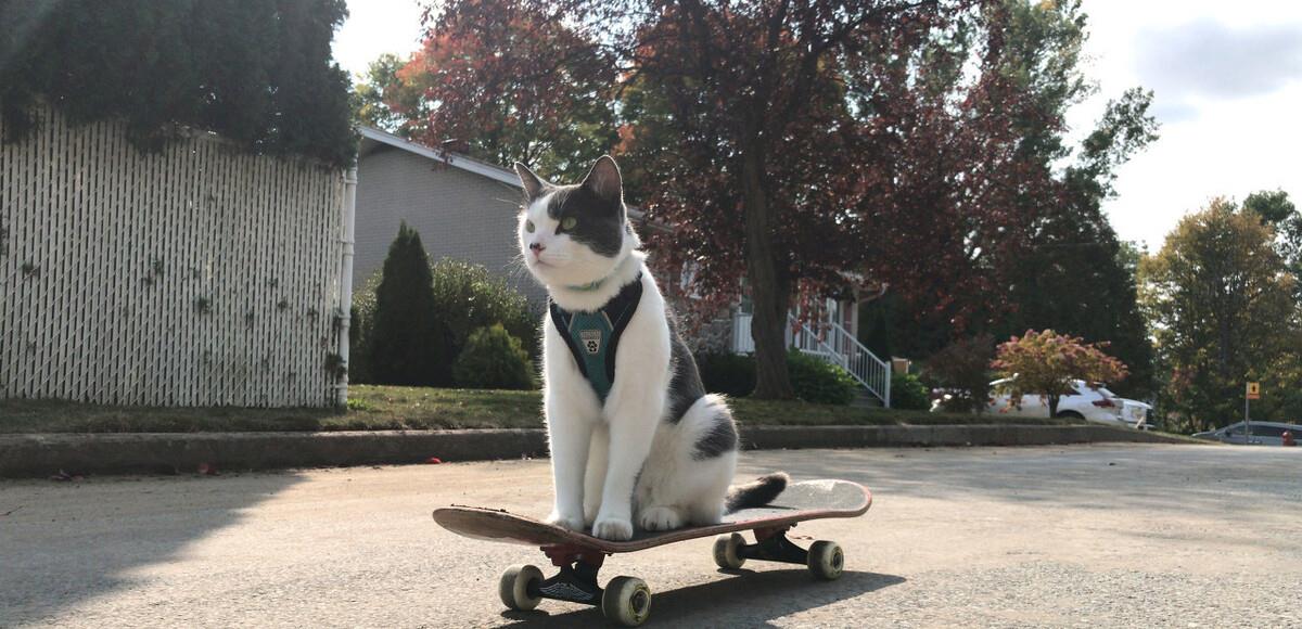 公猫的领地存在理论边界，猫的影响力逐渐改变