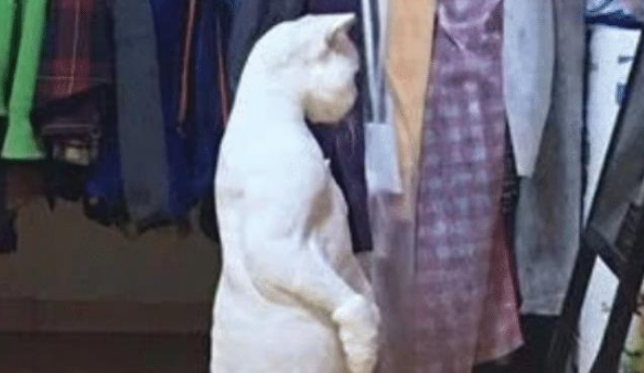小猫换季被剪了毛后,照着镜子,开始怀疑猫生 小猫换季被剪了毛后,照着镜子,开始怀疑猫生