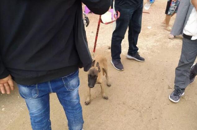 在狗市，一个男子500元的价格出售马犬幼犬，为什么无人购买呢？
