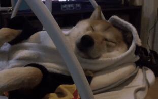 主人新买了婴儿床,柴犬却在上面荡秋千,还真是会找地方 主人新买了婴儿床,柴犬却在上面荡秋千,还真是会找地方