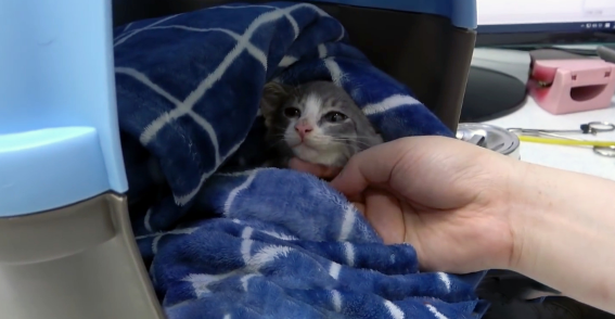 流浪小猫为口吃的，用身体不断撞门，猫：求求您，把门打开吧 