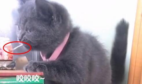 小奶猫调皮搞破坏，主人刚打算制止，猫妈出现了