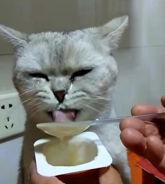 小猫咪一吃酸奶就激动,眼泪哗哗的流,原谅我不厚道地笑了! 小猫咪一吃酸奶就激动,眼泪哗哗的流,原谅我不厚道地笑了!