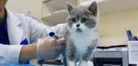 猫咪注射疫苗不幸死亡，主人向医院索赔1万余元结果