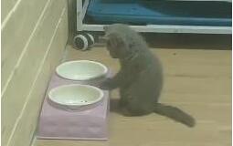 错过吃饭时间的小蓝猫，对着空空的猫碗发呆：没有饭，我吃啥？
