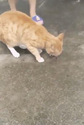 乌龟吃鱼，橘猫硬生生把鱼抢走，猫：把鱼交出来……