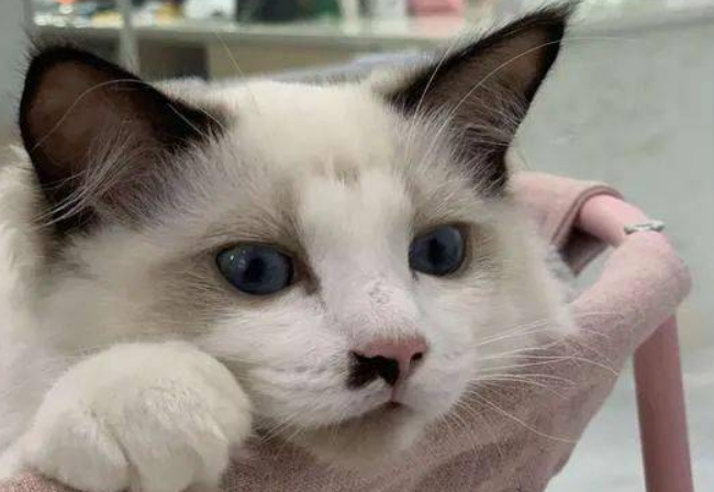 名贵布偶猫，被摆门口当招财猫用，店主：它在打工还债