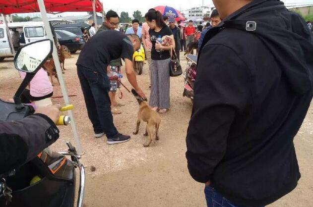 在狗市，一个男子500元的价格出售马犬幼犬，为什么无人购买呢？