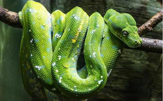 一种像翠青蛇的毒蛇，和黑曼巴蛇同属曼巴，绿曼巴蛇的毒液也致命