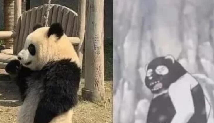 大熊猫黑白颠倒后会变成什么样网友画面毁三观，赶快变回来