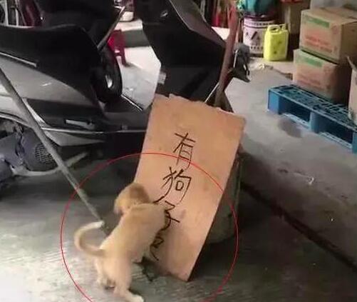 小奶狗知道主人在出售它们，然后就各种捣乱！