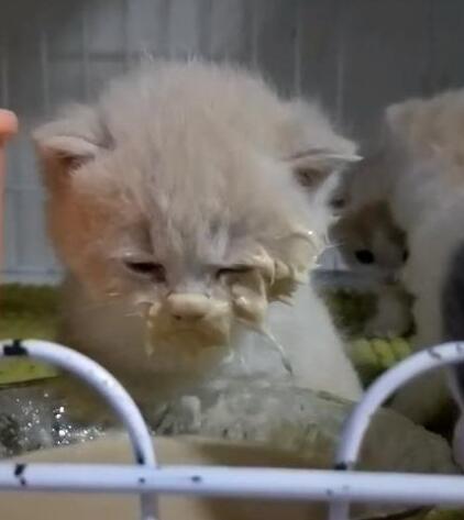 小奶猫一头扎进肉泥,抬起头时一脸懵,满脸糊满肉泥! 小奶猫一头扎进肉泥,抬起头时一脸懵,满脸糊满肉泥!