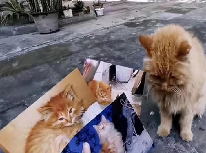 宫猫图鉴：她在故宫撸猫8年，揭开故宫600年宫猫往事