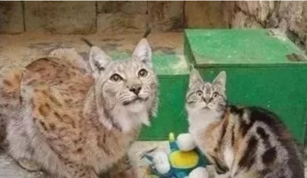 流浪猫误入动物园,无路可走被本家亲戚收留,互相陪伴11年 流浪猫误入动物园,无路可走被本家亲戚收留,互相陪伴11年