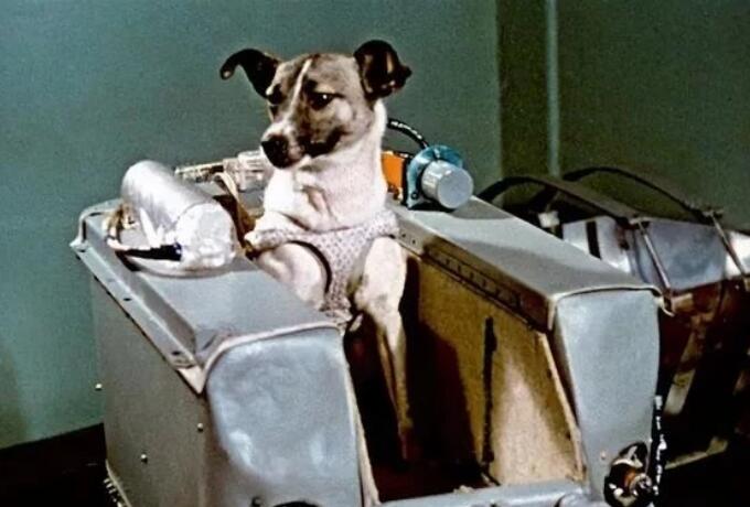 首位“航天英雄”：一只名叫莱卡的流浪犬，死亡原因令人唏嘘！