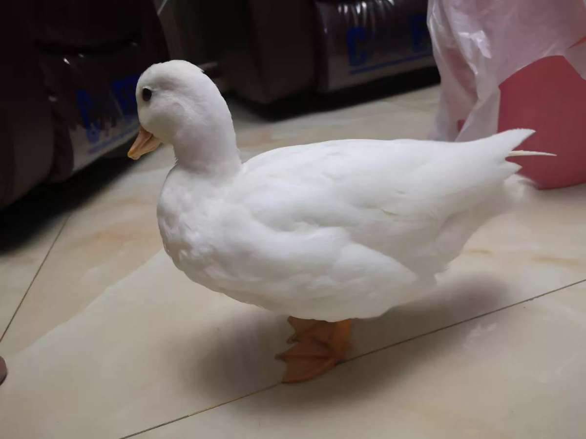 又一起柯尔鸭被吃事件，鸭子始终离不开餐桌！