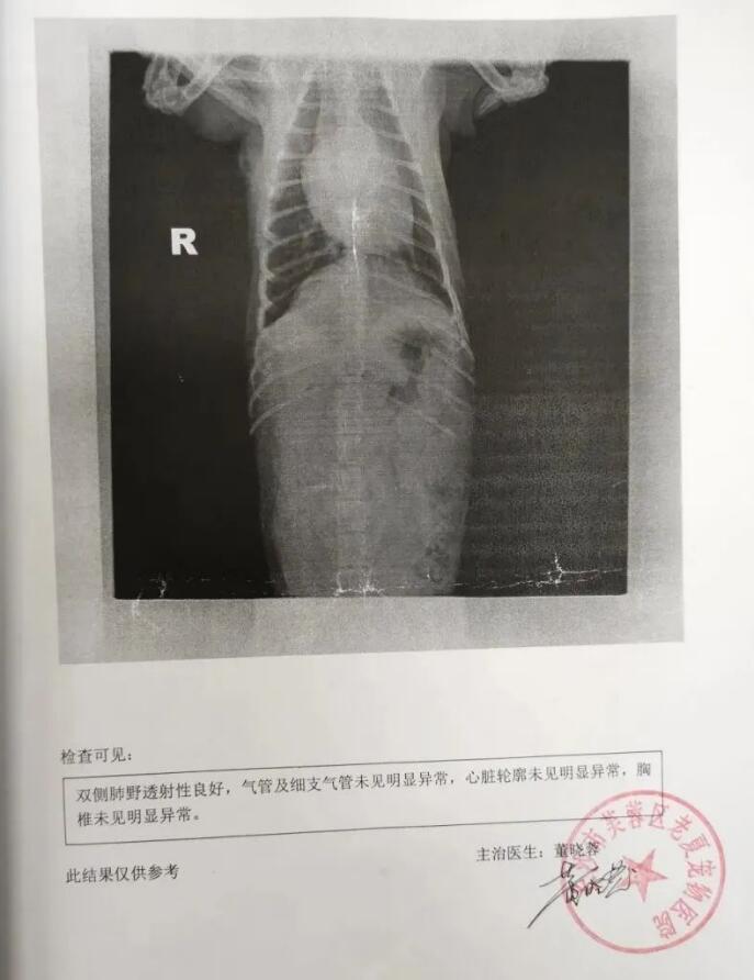 车狗相撞，狗没事，车坏了，怎么判？