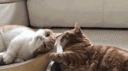 小情侣在亲热，不料被暗恋对象撞见，蓝猫：是时候放手了