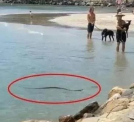 澳海滩出现一条剧毒蛇在游泳，棕蛇和游客相差几米，这非常危险